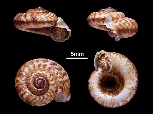 image of Pterocyclus bilabiatus var.conica